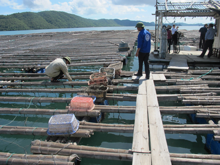 前10个月广宁省水产产量达逾7 54万吨